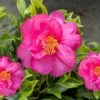 Royal Flush Shi Shi Variegated Camellia Sasanqua - 1 Gallon Pot -Outdoor Garden Store Camellia Royal Flush Shi Shi 4