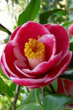 Sadaharu Oh Camellia - 3 Gallon Pot -Outdoor Garden Store Camellia Sadaharu Oh 6