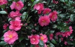 Shishi Gashira Dwarf Camellia Sasanqua - 3 Gallon Pot -Outdoor Garden Store Camellia Shishi Gashira 24