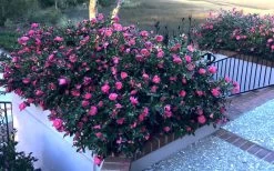 Shishi Gashira Dwarf Camellia Sasanqua - 3 Gallon Pot -Outdoor Garden Store Camellia Shishi Gashira 33