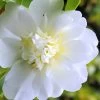 Snow Flurry Cold Hardy Camellia Hybrid - 1 Gallon Pot 1 Snow Flurry Cold Hardy Camellia Hybrid - 1 Gallon Pot -Outdoor Garden Store Camellia Snow Flurry 1