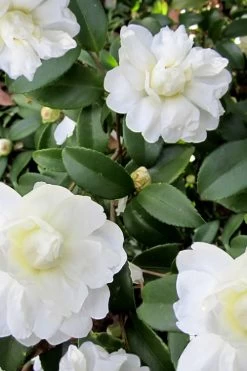 Snow Flurry Cold Hardy Camellia Hybrid - 1 Gallon Pot 15 Snow Flurry Cold Hardy Camellia Hybrid - 1 Gallon Pot -Outdoor Garden Store Camellia Snow Flurry 6