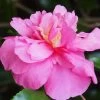 Sparkling Burgundy Camellia Sasanqua - 1 Gallon Pot -Outdoor Garden Store Camellia Sparkling Burgundy 22