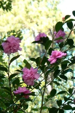 Sparkling Burgundy Camellia Sasanqua - 1 Gallon Pot -Outdoor Garden Store Camellia Sparkling Burgundy 24