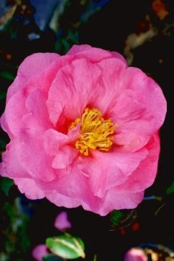 Stephanie Golden Dwarf Camellia Sasanqua - 3 Gallon Pot -Outdoor Garden Store Camellia Stephanie Golden 12