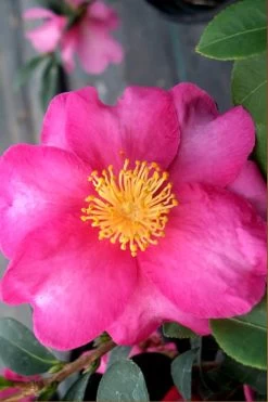 Stephanie Golden Dwarf Camellia Sasanqua - 3 Gallon Pot