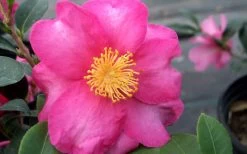Stephanie Golden Dwarf Camellia Sasanqua - 3 Gallon Pot -Outdoor Garden Store Camellia Stephanie Golden Closeup Flower