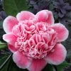 Tama Bambino Camellia Japonica - 3 Gallon Pot 2 Tama Bambino Camellia Japonica - 3 Gallon Pot -Outdoor Garden Store Camellia Tama Bambino 12