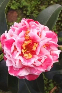 Tama Bambino Camellia Japonica - 3 Gallon Pot 14 Tama Bambino Camellia Japonica - 3 Gallon Pot -Outdoor Garden Store Camellia Tama Bambino 2
