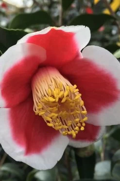 Tama No Ura Weeping Camellia Japonica - 1 Gallon Pot 13 Tama No Ura Weeping Camellia Japonica - 1 Gallon Pot -Outdoor Garden Store Camellia Tama No Ura 1