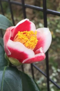 Tama No Ura Weeping Camellia Japonica - 1 Gallon Pot 15 Tama No Ura Weeping Camellia Japonica - 1 Gallon Pot -Outdoor Garden Store Camellia Tama No Ura 4