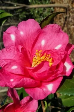 Winter's Fire Cold Hardy Camellia - 3 Gallon Pot 15 Winter's Fire Cold Hardy Camellia - 3 Gallon Pot -Outdoor Garden Store Camellia Winters Fire 1