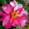 Winter's Fire Cold Hardy Camellia - 3 Gallon Pot 2 Winter's Fire Cold Hardy Camellia - 3 Gallon Pot -Outdoor Garden Store Camellia Winters Fire 10