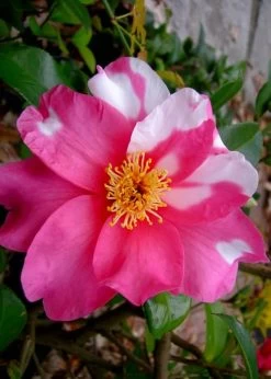 Winter's Fire Cold Hardy Camellia - 3 Gallon Pot