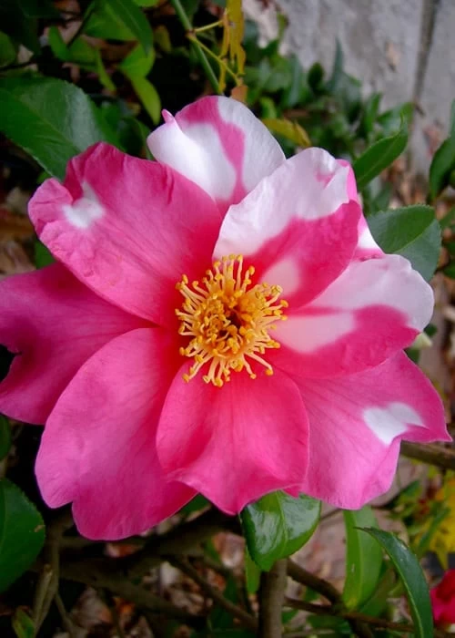 Winter's Fire Cold Hardy Camellia - 3 Gallon Pot 3 Winter's Fire Cold Hardy Camellia - 3 Gallon Pot