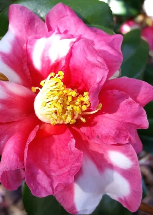 Winter's Fire Cold Hardy Camellia - 3 Gallon Pot 7 Winter's Fire Cold Hardy Camellia - 3 Gallon Pot - Image 5