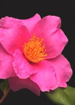 Winter's Fire Cold Hardy Camellia - 3 Gallon Pot 14 Winter's Fire Cold Hardy Camellia - 3 Gallon Pot -Outdoor Garden Store Camellia Winters Fire 13