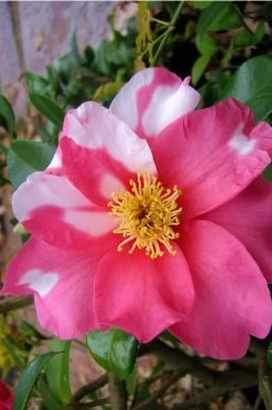 Winter's Fire Cold Hardy Camellia - 3 Gallon Pot 12 Winter's Fire Cold Hardy Camellia - 3 Gallon Pot -Outdoor Garden Store Camellia Winters Fire 5