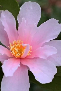 Winter's Toughie Cold Hardy Camellia - 1 Gallon Pot -Outdoor Garden Store Camellia Winters Toughie 3