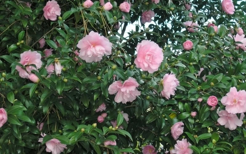 Cotton Candy Camellia Sasanqua - 3 Gallon Pot 6 Cotton Candy Camellia Sasanqua - 3 Gallon Pot - Image 4