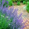 Walker's Low Catmint (Nepeta X Faassenii) - 5 Pack Of Quart Pots 2 Walker's Low Catmint (Nepeta X Faassenii) - 5 Pack Of Quart Pots -Outdoor Garden Store Catmint Walkers Low 3 1