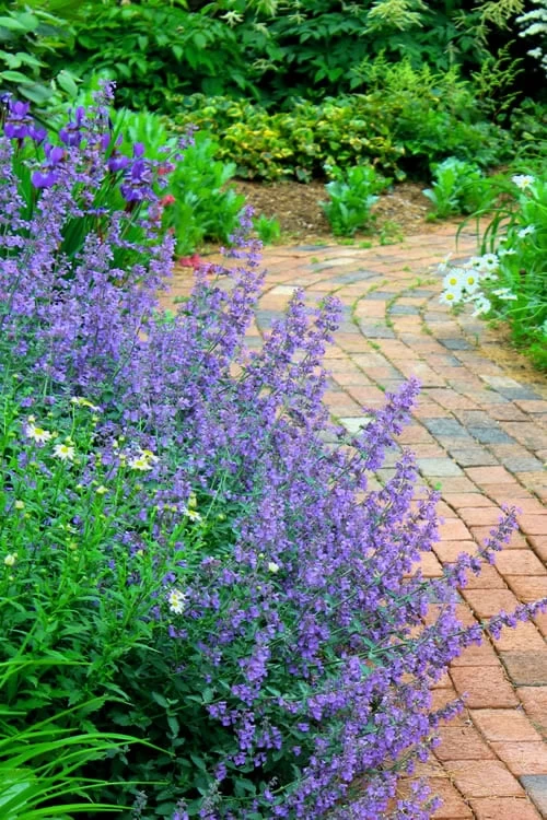 Walker's Low Catmint (Nepeta X Faassenii) - 6 Pack Of 1 Gallon Pots 3 Walker's Low Catmint (Nepeta X Faassenii) - 6 Pack Of 1 Gallon Pots