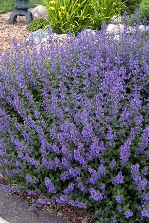 Walker's Low Catmint (Nepeta X Faassenii) - 5 Pack Of Quart Pots 6 Walker's Low Catmint (Nepeta X Faassenii) - 5 Pack Of Quart Pots - Image 4