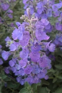 Walker's Low Catmint (Nepeta X Faassenii) - 6 Pack Of 1 Gallon Pots 12 Walker's Low Catmint (Nepeta X Faassenii) - 6 Pack Of 1 Gallon Pots -Outdoor Garden Store Catmint Walkers Low 5