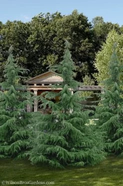 Deodar Cedar Tree - 6 Pack Of 1 Gallon Pots -Outdoor Garden Store Cedar Deodar 24