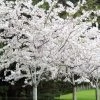 Yoshino Flowering Cherry Tree - 3 Gallon Pot 1 Yoshino Flowering Cherry Tree - 3 Gallon Pot -Outdoor Garden Store Cherry Yoshino 1