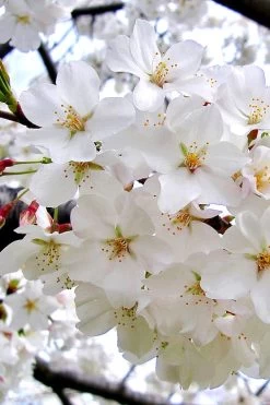 Yoshino Flowering Cherry Tree - 3 Gallon Pot -Outdoor Garden Store Cherry Yoshino 3