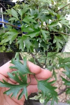 Avalanche Evergreen Clematis - 2 Gallon Pot 16 Avalanche Evergreen Clematis - 2 Gallon Pot -Outdoor Garden Store Clematis Avalanche 15