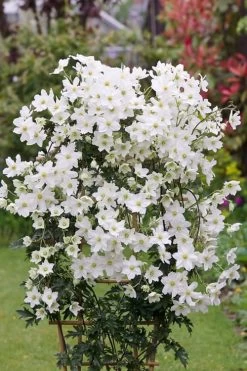 Avalanche Evergreen Clematis - 2 Gallon Pot 19 Avalanche Evergreen Clematis - 2 Gallon Pot -Outdoor Garden Store Clematis Avalanche 5