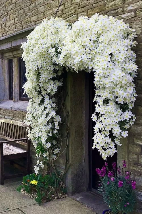 Avalanche Evergreen Clematis - 2 Gallon Pot 7 Avalanche Evergreen Clematis - 2 Gallon Pot - Image 5