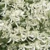 Sweet Autumn Clematis Terniflora - 3 Gallon Pot 1 Sweet Autumn Clematis Terniflora - 3 Gallon Pot -Outdoor Garden Store Clematis Sweet Autumn 1 1