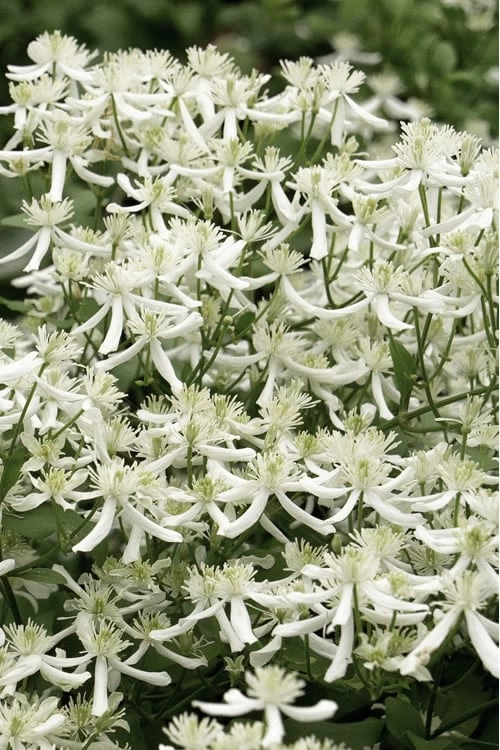 Sweet Autumn Clematis - 1 Gallon Pot 3 Sweet Autumn Clematis - 1 Gallon Pot