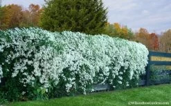Sweet Autumn Clematis Terniflora - 3 Gallon Pot 16 Sweet Autumn Clematis Terniflora - 3 Gallon Pot -Outdoor Garden Store Clematis Sweet Autumn 6 1