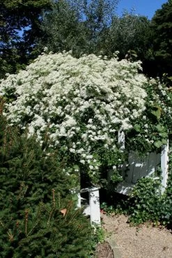 Sweet Autumn Clematis Terniflora - 3 Gallon Pot 19 Sweet Autumn Clematis Terniflora - 3 Gallon Pot -Outdoor Garden Store Clematis Sweet Autumn 7 1
