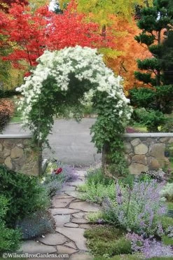 Sweet Autumn Clematis - 1 Gallon Pot 14 Sweet Autumn Clematis - 1 Gallon Pot -Outdoor Garden Store Clematis Sweet Autumn 8