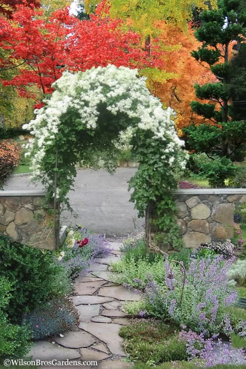 Sweet Autumn Clematis - 1 Gallon Pot 6 Sweet Autumn Clematis - 1 Gallon Pot - Image 4