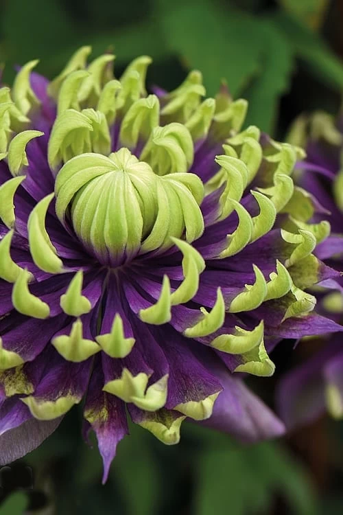 Taiga Clematis - 1 Gallon Pot 3 Taiga Clematis - 1 Gallon Pot