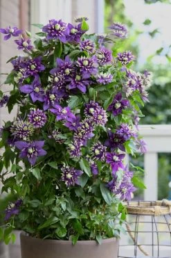 Taiga Clematis - 1 Gallon Pot 13 Taiga Clematis - 1 Gallon Pot -Outdoor Garden Store Clematis Taiga 10 1