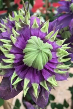 Taiga Clematis - 1 Gallon Pot 15 Taiga Clematis - 1 Gallon Pot -Outdoor Garden Store Clematis Taiga 2 1