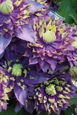 Taiga Clematis - 1 Gallon Pot 14 Taiga Clematis - 1 Gallon Pot -Outdoor Garden Store Clematis Taiga 3 1