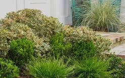 Juliet Cleyera Japonica - 2 Gallon Pot 9 Juliet Cleyera Japonica - 2 Gallon Pot -Outdoor Garden Store Cleyera Juliet 2