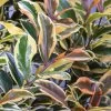 Romeo Variegated Cleyera Japonica - 2 Gallon Pot 2 Romeo Variegated Cleyera Japonica - 2 Gallon Pot -Outdoor Garden Store Cleyera Romeo 2