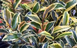 Romeo Variegated Cleyera Japonica - 2 Gallon Pot -Outdoor Garden Store Cleyera Romeo 3
