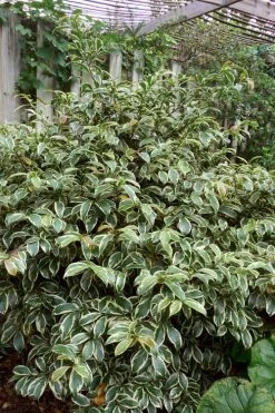 Romeo Variegated Cleyera Japonica - 2 Gallon Pot -Outdoor Garden Store Cleyera Romeo 5