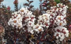 Black Diamond Pure White Crape Myrtle - 3 Gallon Pot 9 Black Diamond Pure White Crape Myrtle - 3 Gallon Pot -Outdoor Garden Store Crape Myrtle Black Diamond Pure White 50