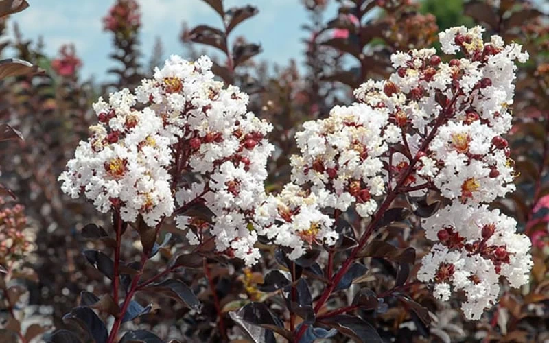 Black Diamond Pure White Crape Myrtle - 3 Gallon Pot 6 Black Diamond Pure White Crape Myrtle - 3 Gallon Pot - Image 4